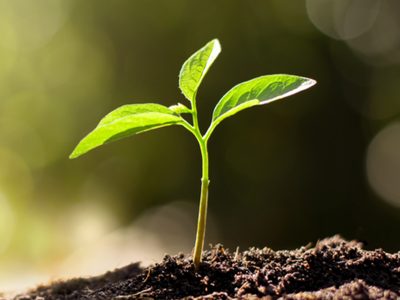 INVESTMENT CONSULTING